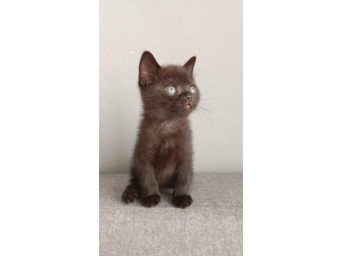 Çikolata british shorthair erkekler