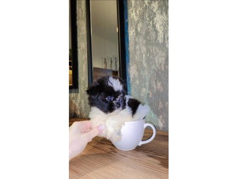 Büyümeyen boy minyatür teacup morkie bebek