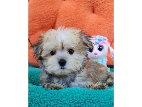 Neşe kaynağı morkie yavrularımız