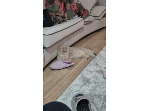 1 buçuk yaşında dişi british shorthair