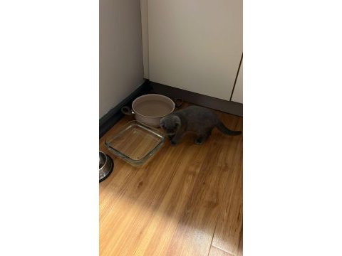 Ücretsiz scottish fold sahiplendiriyorum