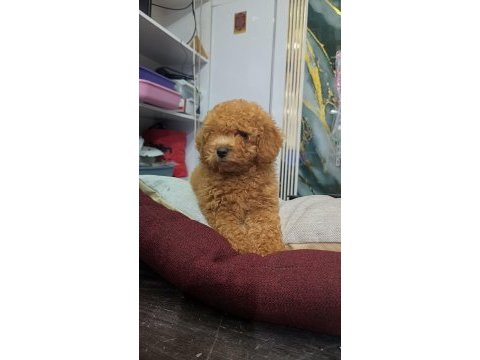 Irk ve sağlık garantili toy poodle yavrumuz