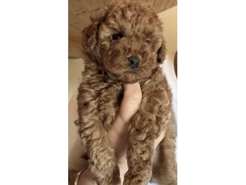 Toy poodle eğitimli köpeğimiz için ulaşınız