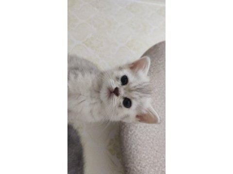 Scottish fold yavruları