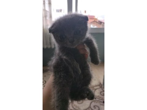 Orjinal british longhair yavruları 1 erkek 2 dişi