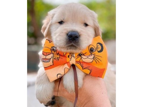 Golden retriever yavru köpekler