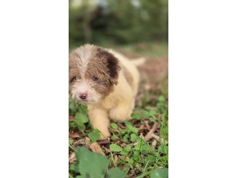 Trde nadir irklardan mini ausieedoodle yavrumuz