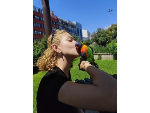 Evcil 1.5 yaşında lori