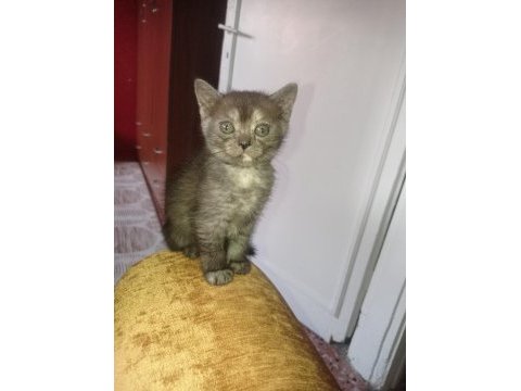 Sütten yeni kesiliyorlar