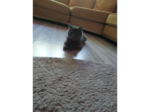 British shorthair dişi kedimiz