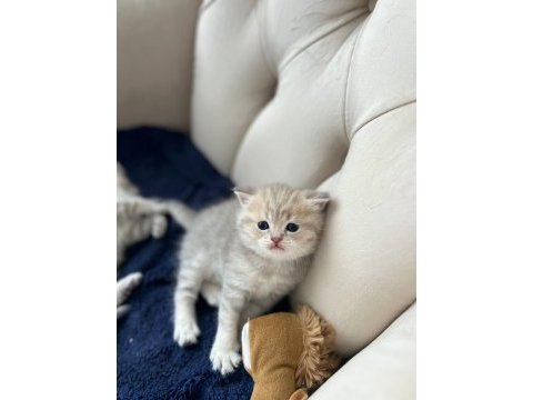 Ay british longhair yavrular rezerveye açık