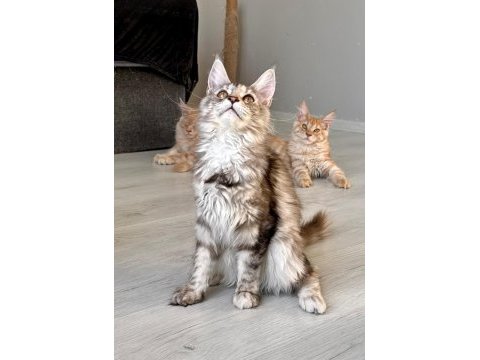 Wcf secereli şampiyon soylu saglık garantili maine coon