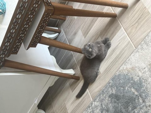 Dişi 2 aylık kırık kulak kedimiz