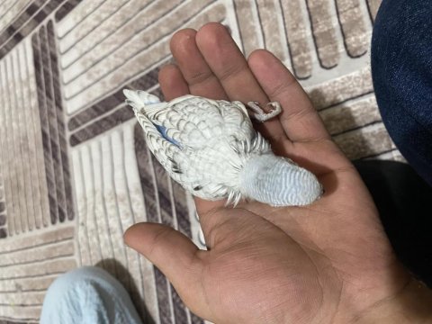 Uygun muhabbet kuşları
