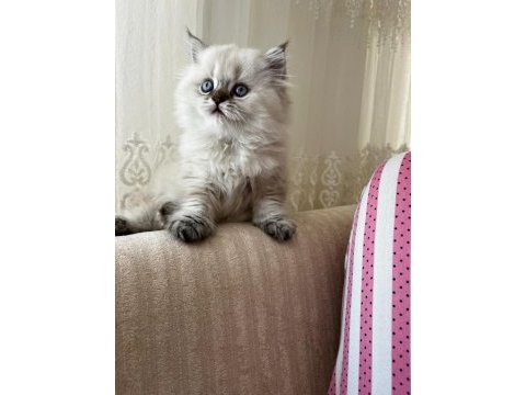 60 günlük british longhair