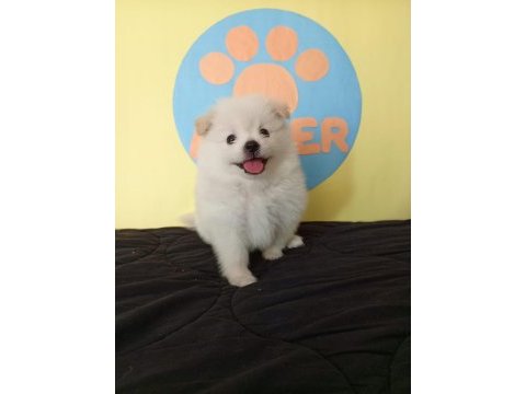 40 günlük pomeranian