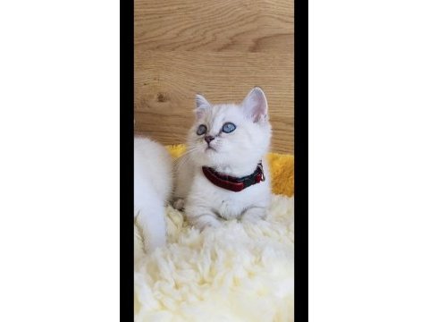 Show kalite maviş point british shorthair bebeğim 