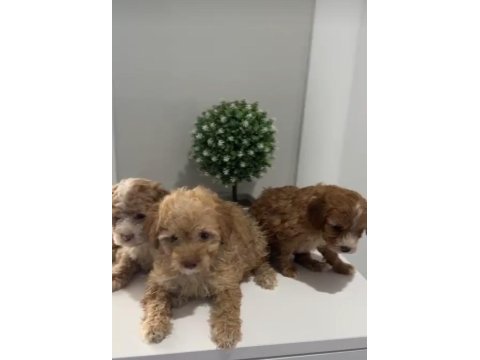 Sevimli maltipoo tüyler