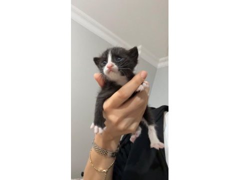 Acil yuva 3 haftalık bebek kedimiz