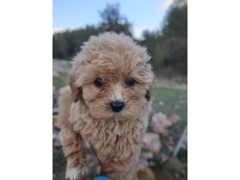 Anne altından maltipoo yavrular