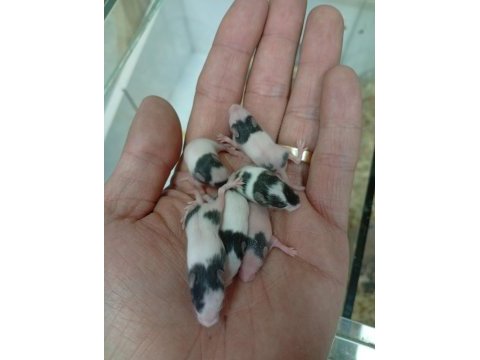 Panda mice