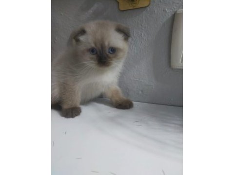 Scottish fold kedimize yuva olurmusun