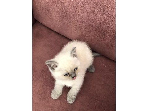 Blue point british shorthair yavrular