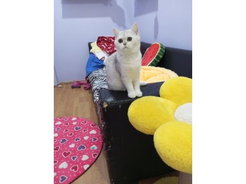 Safkan aşılı bakımlı yavru catteryden kedimiz
