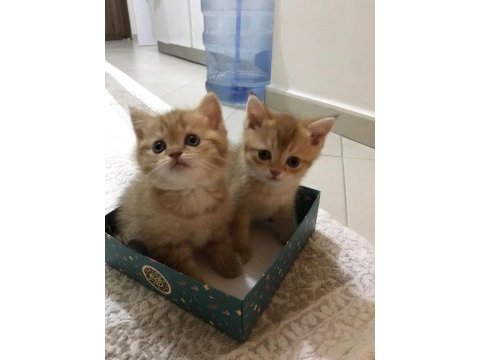Scottish fold yavru kedilerimize yuva arıyoruz