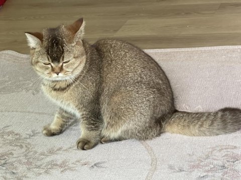 9 aylık scottish fold ve british