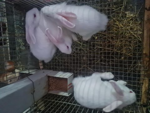 Albino yavruları 2 aylık