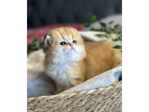 Yüksek kalite golden british longhair