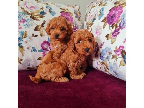 Toy poodle bebekler sun kennels üretim çiftliği