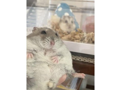 Gonzales hamster yavrular heryere gönderim var