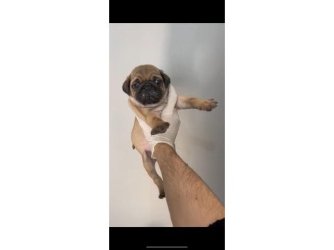 Sahibinden pug yavrumuz