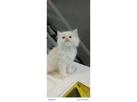Safkan british longhair