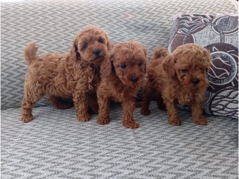 Poodle yavruları