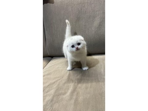 55 günlük kartopu scottish fold yavrumuz yeni yuva arıyor