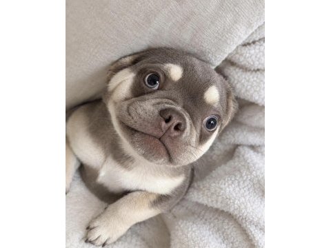 Oyuncu ve sevimli french bulldog