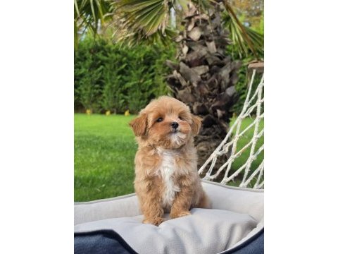 Eğitilebilir maltipoo yavruları ile evinize neşe katın
