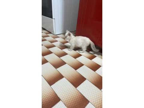 British shorthair mama karşılığı verilcektir