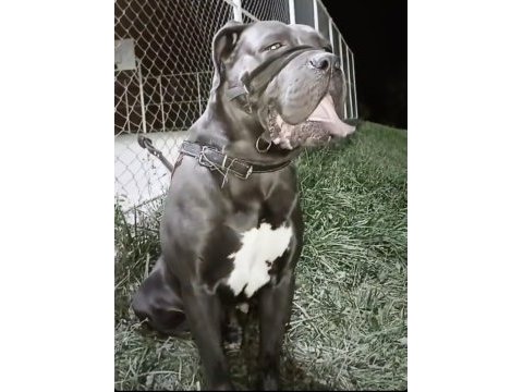 Eskişehir içi yavru gri cane corsolar