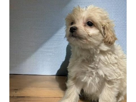 Evinizin neşesi maltipoo