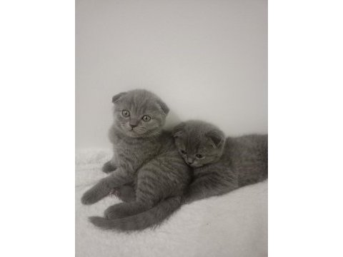 British shorthair minnoşlar yavru kediler 55 günlük