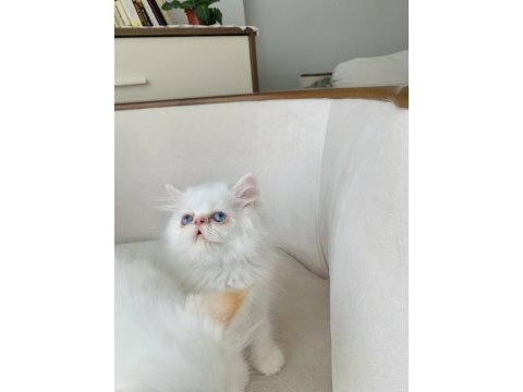 Mavi göz exotic longhair