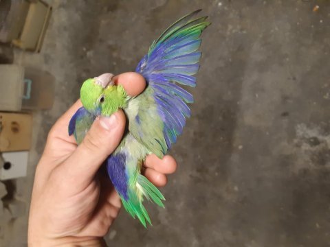 Forpus papağanı ciftlerim evde baktım kuşlarımdır