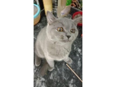 2 aylık küçük patı minik eller british longhair