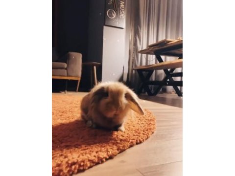 4 yaşında lop tavşanımız sahiplendirilecektir