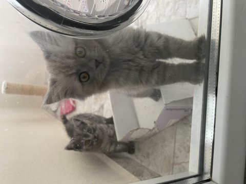 British longhair sevimli yavru