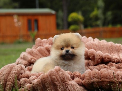 Küçük ayı pomeranian boo